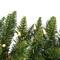 5.5ft. Pre-Lit Durham Pole Pine Artificial Christmas Tree, Warm White Dura-Lit® LED Lights